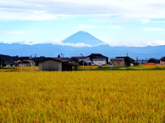 下山後、田んぼから見えた富士山。思わず車を止めて撮りました