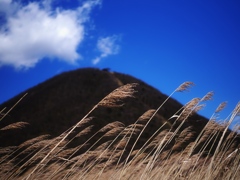 風に揺れるススキ。奥に榛名山