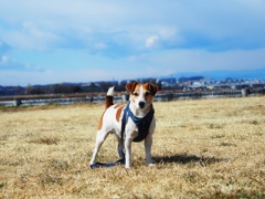 河原で遊ぶ犬