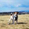 河原で遊ぶ犬