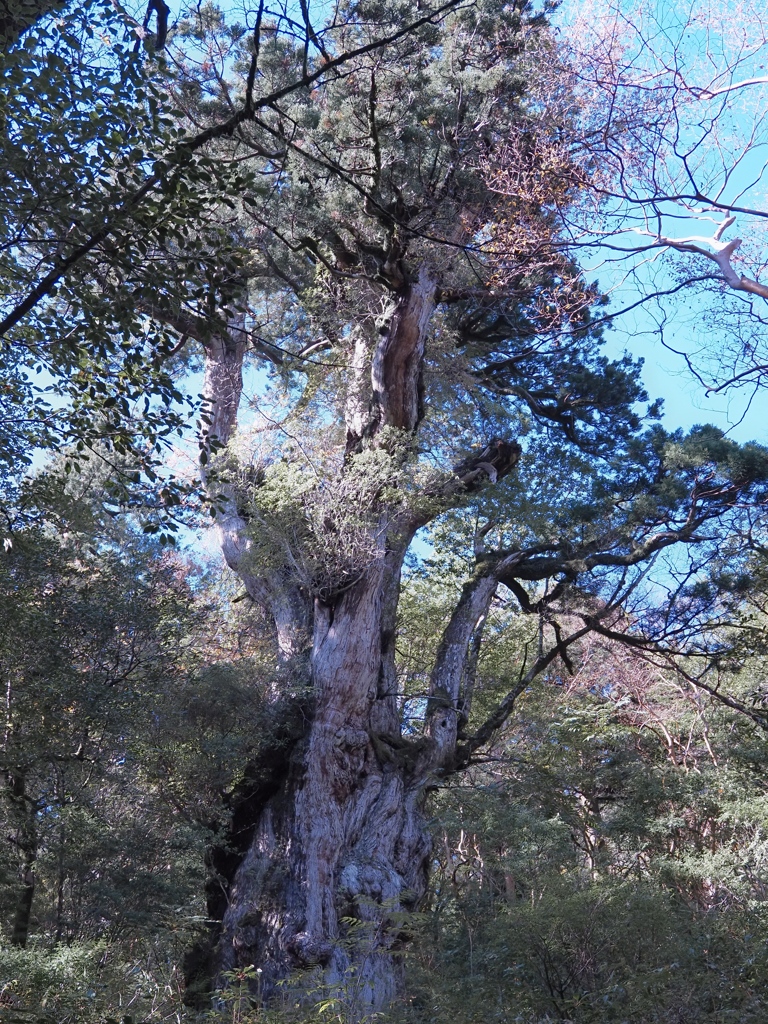 縄文杉