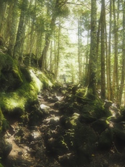 木漏れ日の登山道