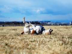 河原で遊ぶ犬