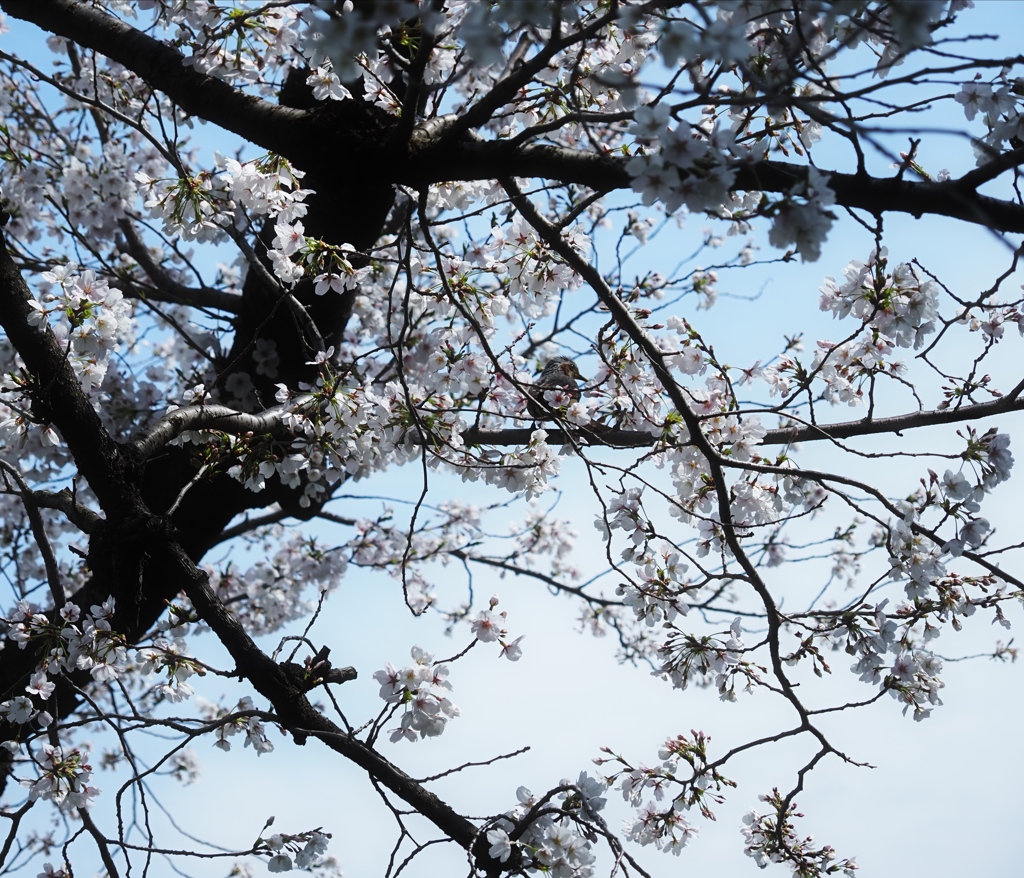 桜に小鳥