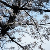 桜に小鳥