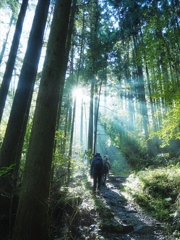 木漏れ日の登山道