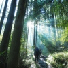 木漏れ日の登山道