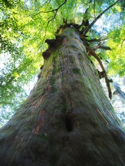 屋久杉