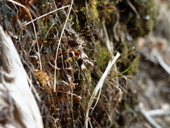 苔の胞子を撮ってみた。どれにピントがあってるのか？