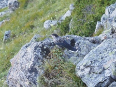 よく見かけた鳥、星鴉。何か食べてる。