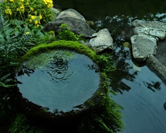 水鉢