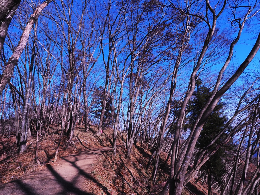 枯れ木の登山道
