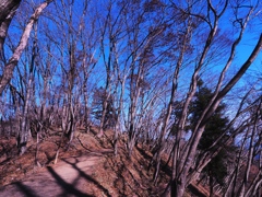 枯れ木の登山道