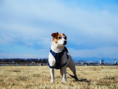 河原で遊ぶ犬