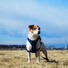 河原で遊ぶ犬