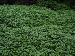 雨に濡れる小さい葉の植物。食べられるらしい