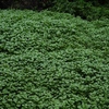 雨に濡れる小さい葉の植物。食べられるらしい