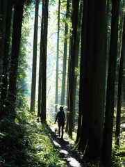 木漏れ日の登山道