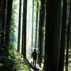 木漏れ日の登山道