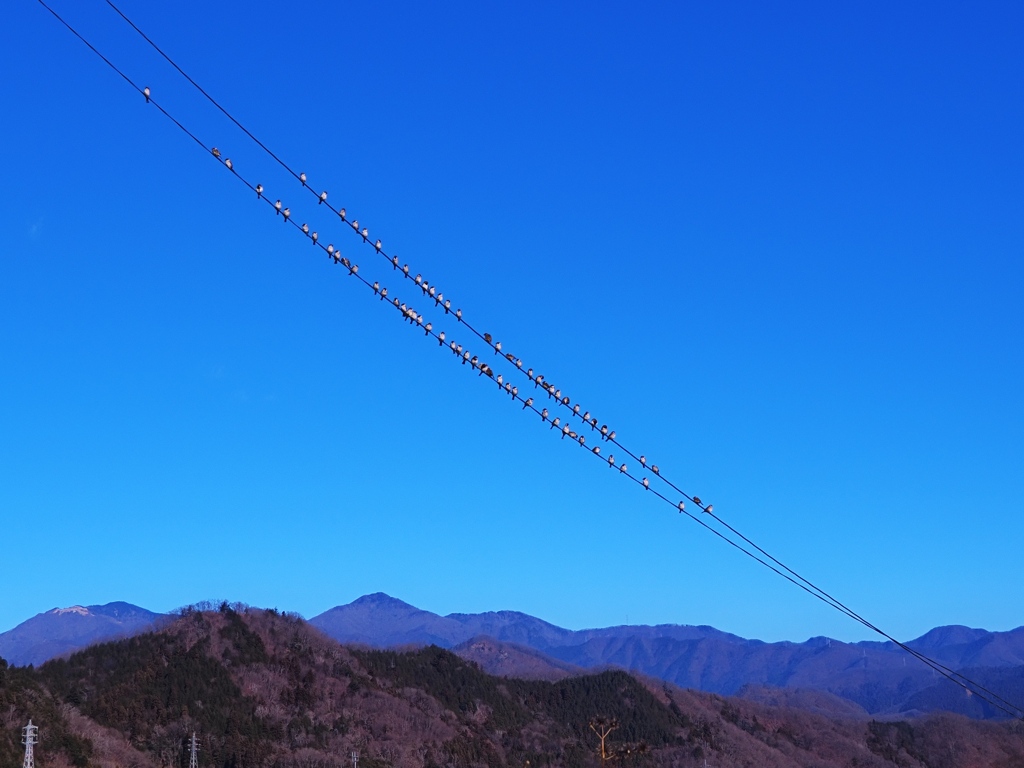 電線にすずめがn羽とまってた