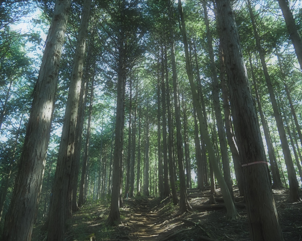 陣馬山の登山道。まっすぐ伸びる木々