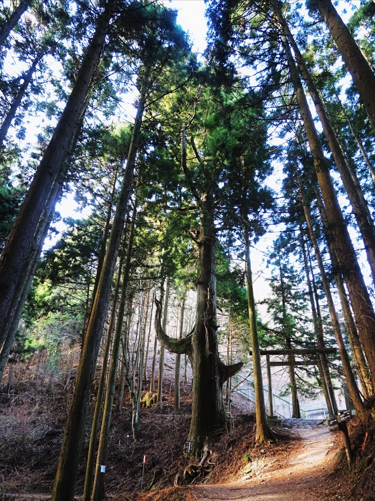 天狗の腰掛け杉