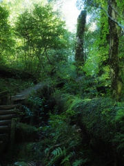 屋久島の登山道、倒木に生い茂る苔