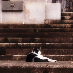 千葉県の優美な猫