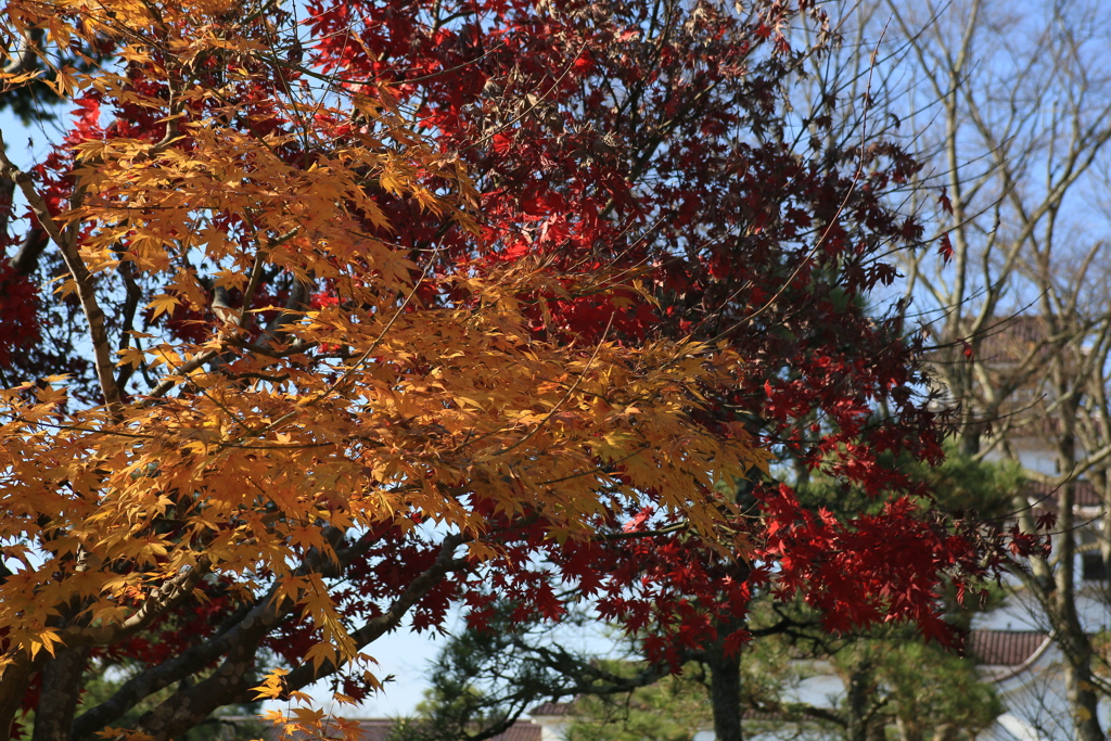 紅葉と鶴ヶ城