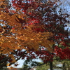 紅葉と鶴ヶ城