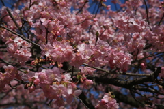 世良田東照宮の河津桜