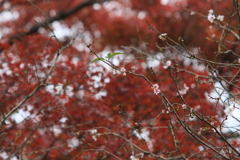 紅葉の中の桜