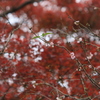 紅葉の中の桜