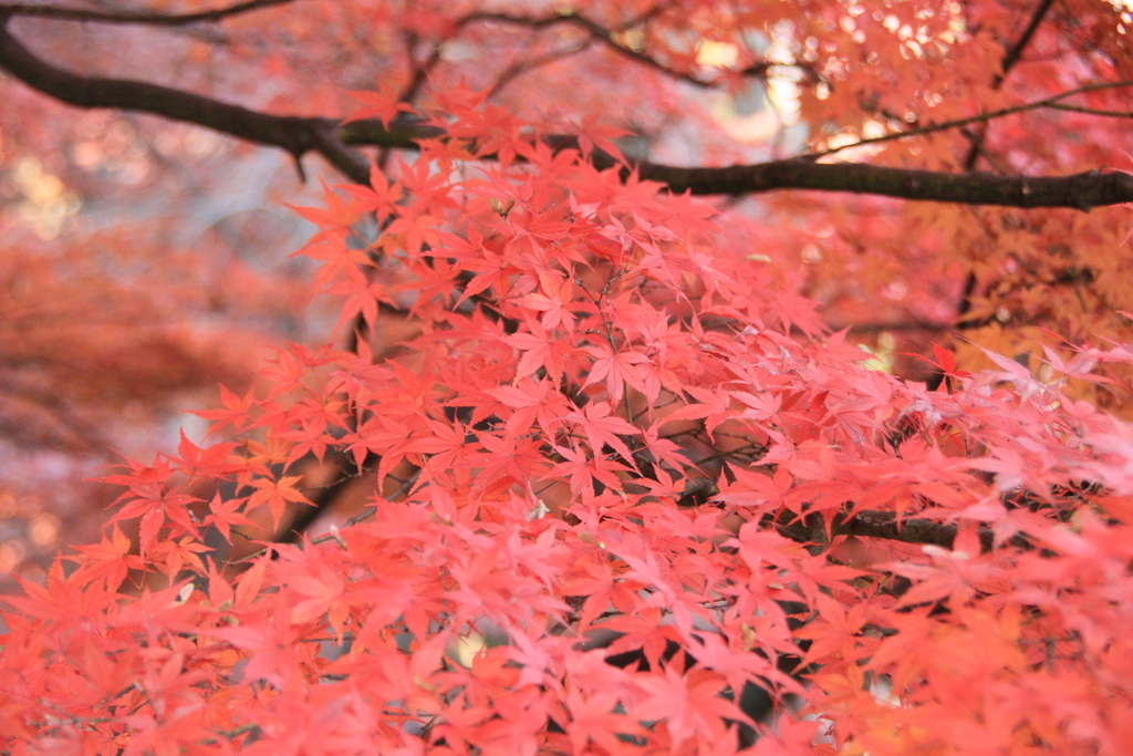 上田城公園の紅葉
