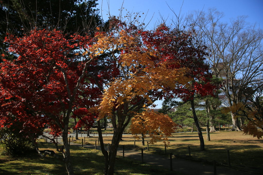 モミジと鶴ヶ城
