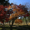 モミジと鶴ヶ城