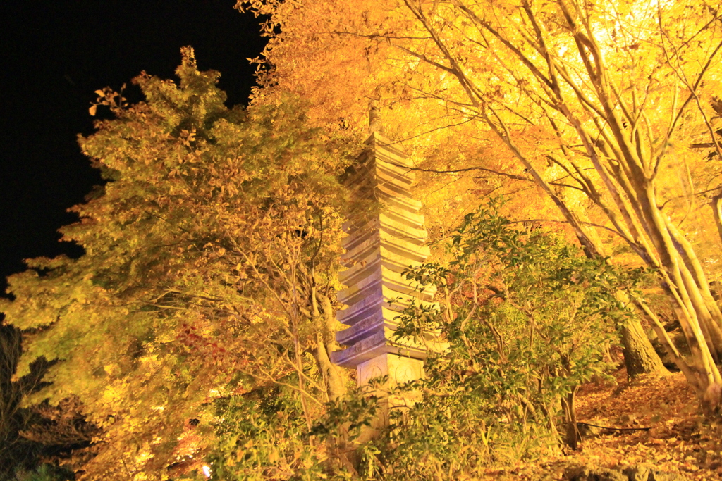 桜山公園　ライトアップ