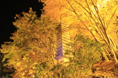 桜山公園　ライトアップ