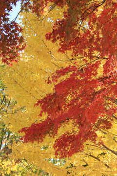 イチョウとモミジ