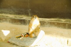 動物園
