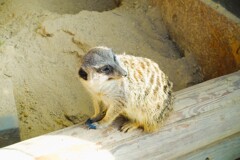 動物園