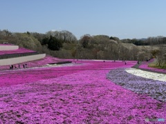 芝桜