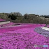芝桜