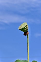 蓮