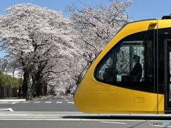 LRTと桜