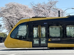 LRTと桜