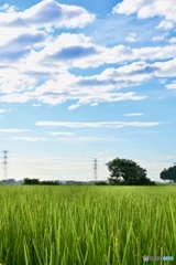 夏の朝