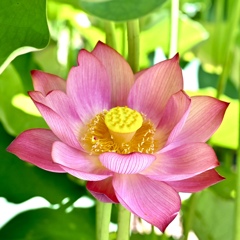 蓮