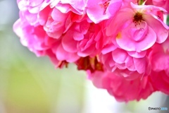 薔薇