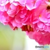 薔薇